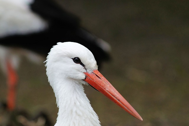 stork-330163_640