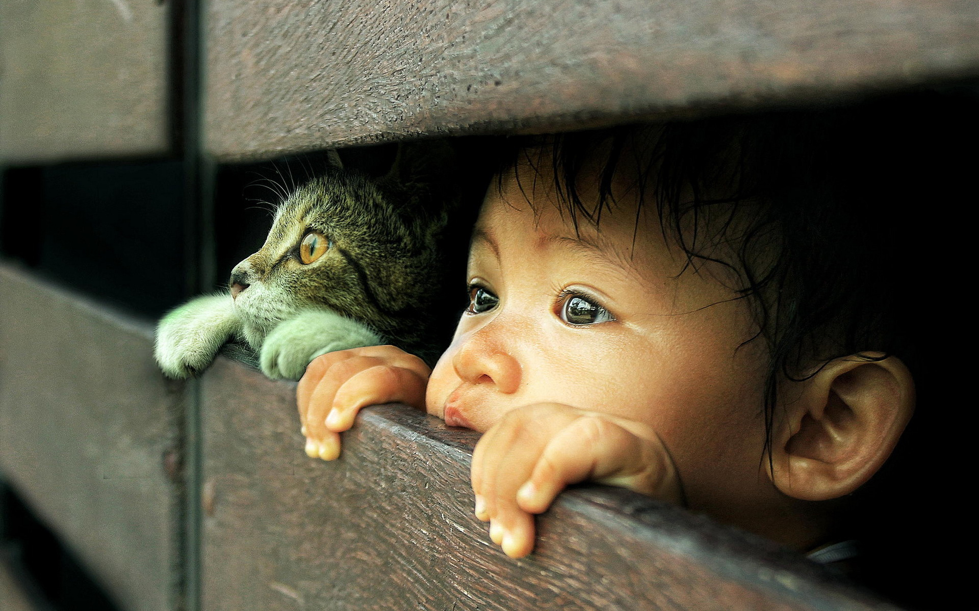 photography-admirable-photography-animal-baby-also-human-baby-in-cat-and-kid-peeking-hd-wallpapers-widescreen-wallpapers-animal-photography-cats-peek-re
