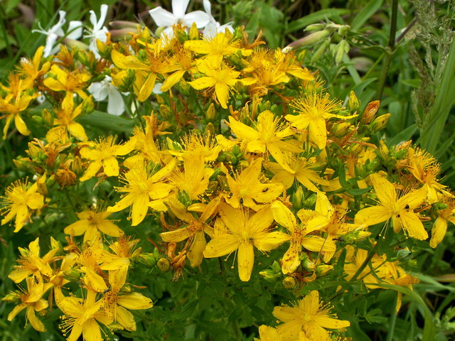 dziurawiec-zwyczajny_7211278389976