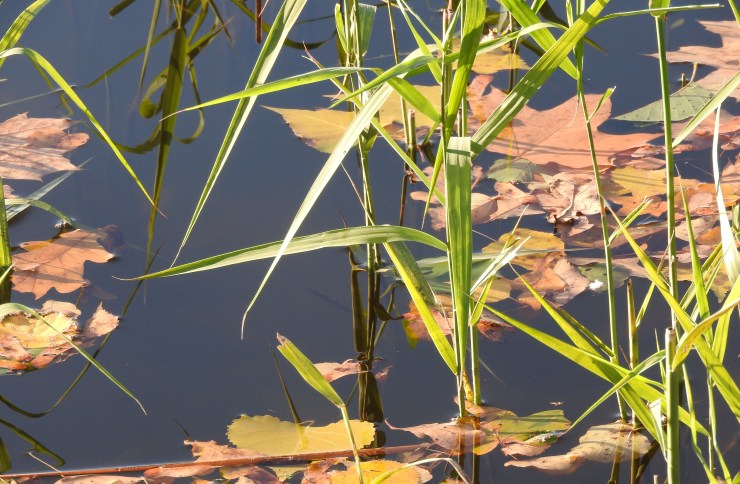 mega tapeta kolor liście w wodzie żół.jpg