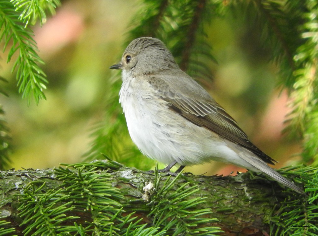 Zabawa dźwiękami  – percepcja&nbsp;słuchowa