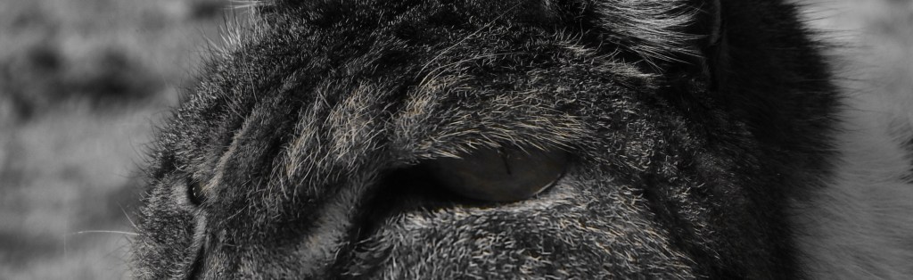 Autystyczne akty złośliwości