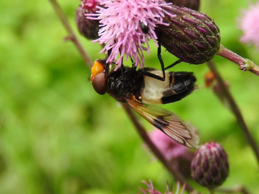 Szkło powiększające – zabawa – spektrum&nbsp;autyzmu