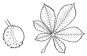 Kasztany – arkusz pracy dla ucznia ze spektrum&nbsp;autyzmu
