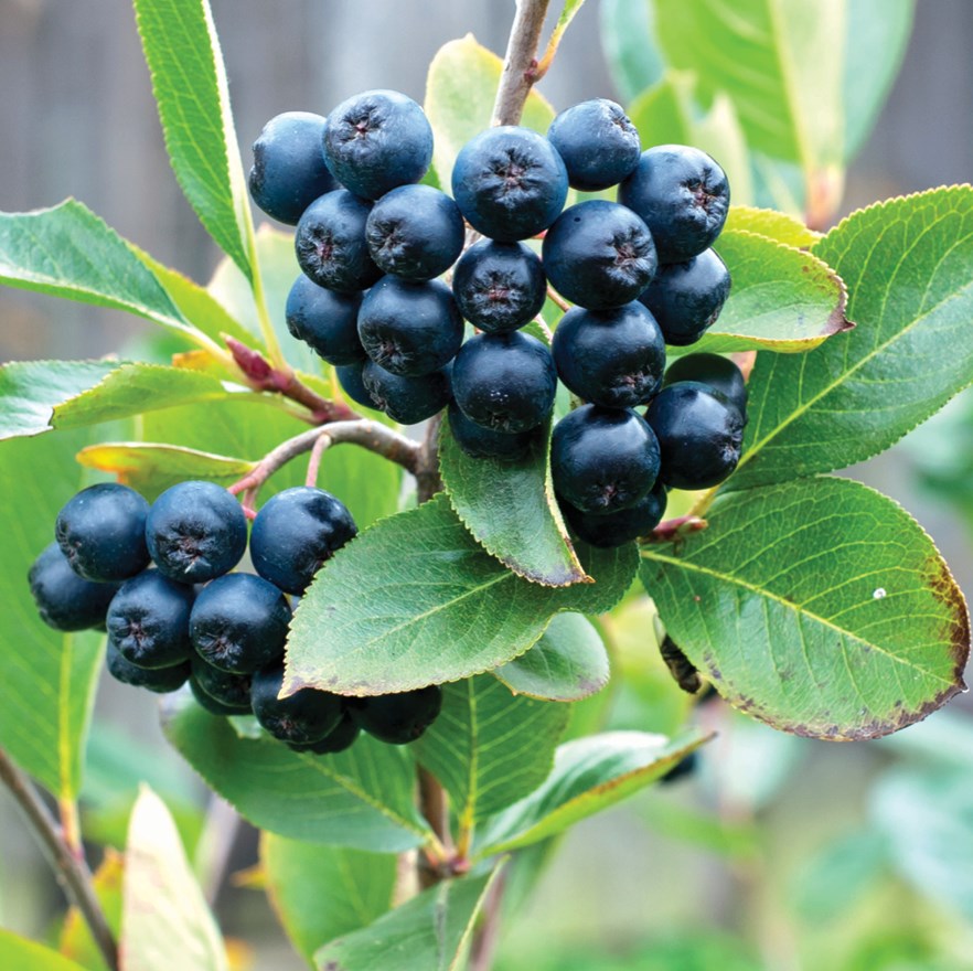 Aronia – wspomaga&nbsp;mózg