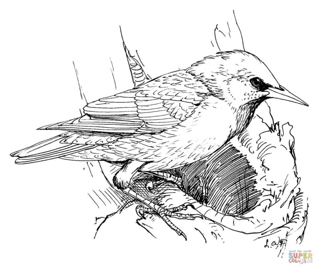 Szpak – arkusz pracy dla ucznia ze spektrum&nbsp;autyzmu